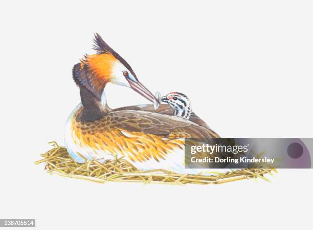 illustration of great crested grebe (podiceps cristatus) feeding chick - podiceps cristatus stock illustrations