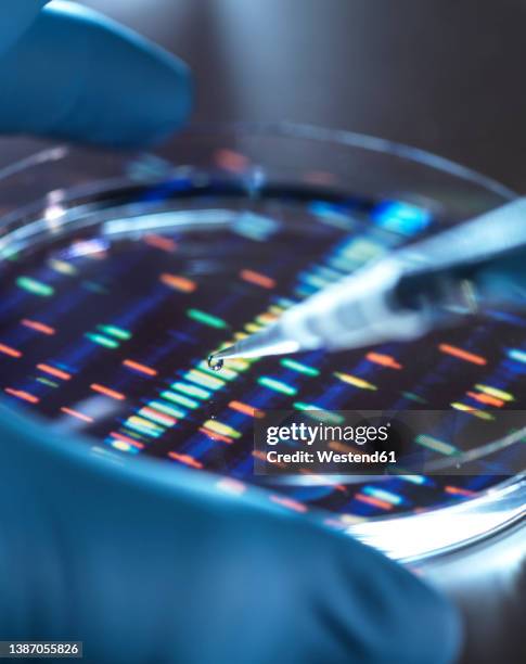 scientist pipetting sample into tray for dna testing - dna test stock pictures, royalty-free photos & images