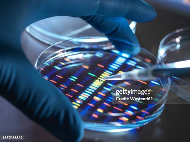 scientist pipetting sample into tray for dna testing in laboratory - dna molecule stock-fotos und bilder