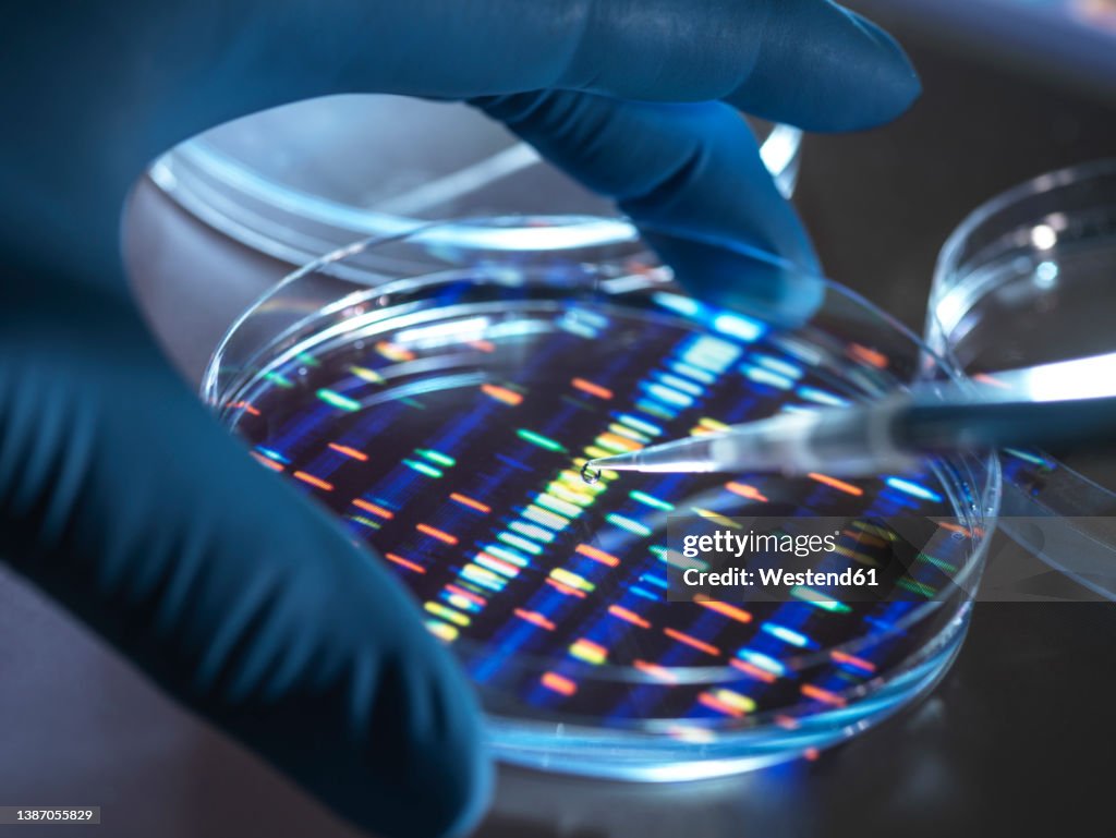 Scientist pipetting sample into tray for DNA testing in laboratory