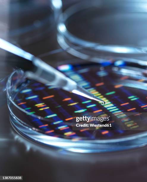 pipetting sample into tray for dna testing with result in background - scientific sample stock pictures, royalty-free photos & images