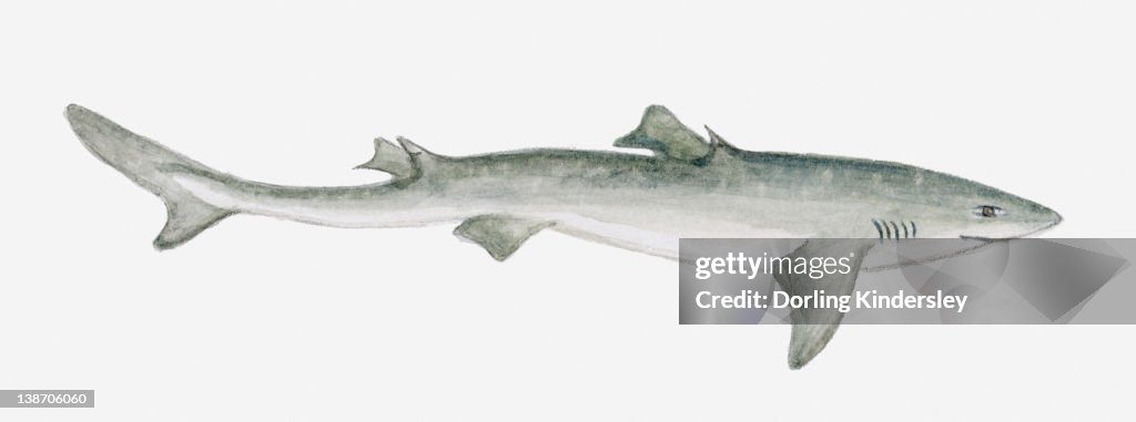 Illustration of a Spiny dogfish, syn. Mud shark (Squalus acanthias)