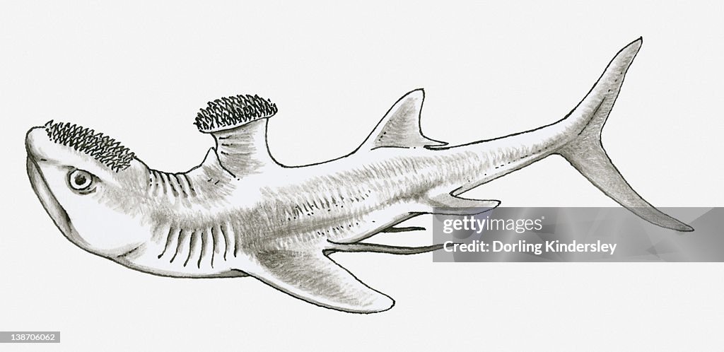 Black and white illustration of Stethacanthus (extinct shark), showing large dermal denticles on its head and first dorsal fin, early Carboniferous period