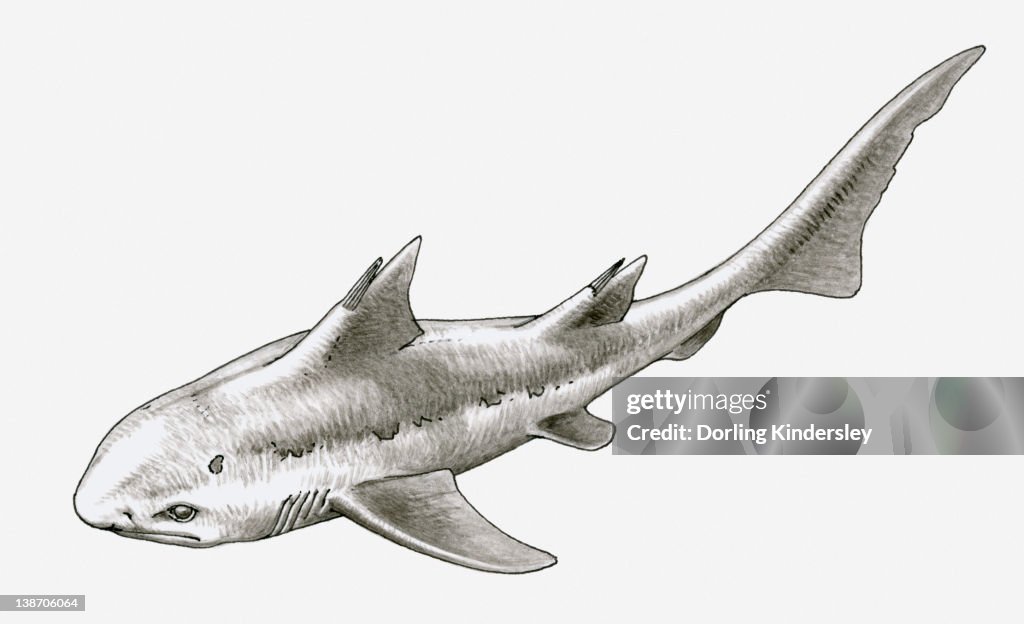 Black and white illustration of extinct Hybodus shark, late Permian to late Cretaceous era