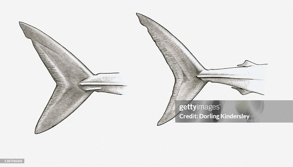 Black and white illustration of two shark tail fins, single-keeled tail of Mako shark (Isurus sp.), and double-keeled tail of Porbeagle shark (Lamna nasus)