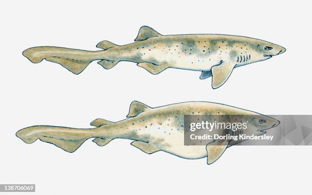 illustration of a swell shark (cephaloscyllium ventriosum) showing normal body shape and with inflated stomach, to enlarge its size for protection - swell shark stock illustrations