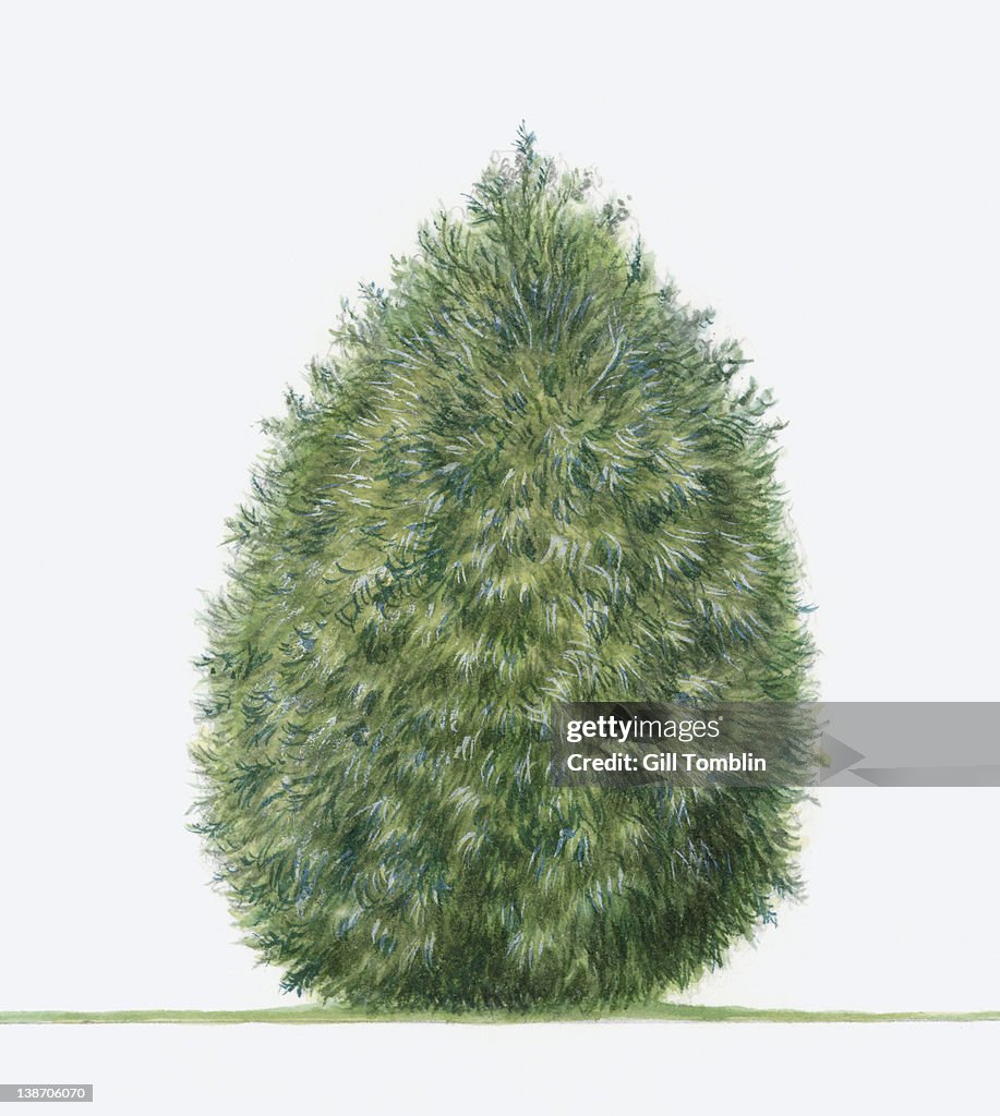Illustration of Platycladus orientalis (Chinese Arborvitae) coniferous evergreen tree