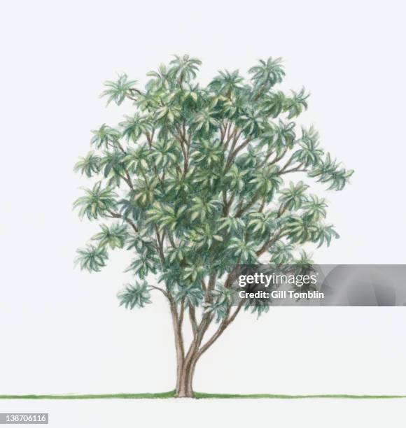 illustration of cinchona or quina tree with evergreen leaves - cinchona tree stock illustrations