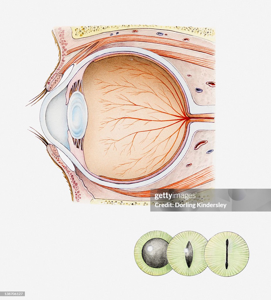 Cross section iIllustration of eye of domestic cat with inset illustrations of green iris and black pupils
