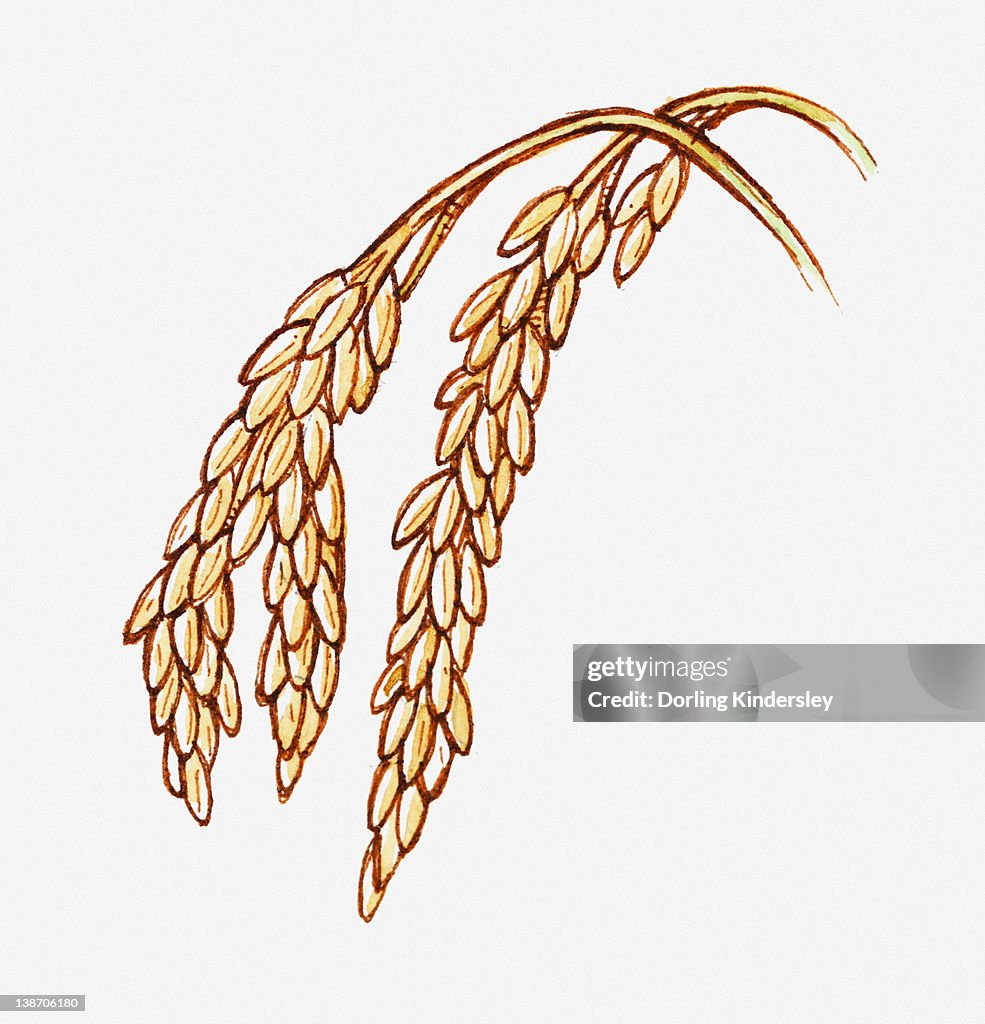 Illustration of Oryza sativa (Rice) seeds on stems, close-up