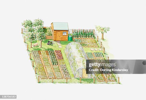 illustration of fruit and vegetable allotment with greenhouse and shed - shed stock-grafiken, -clipart, -cartoons und -symbole
