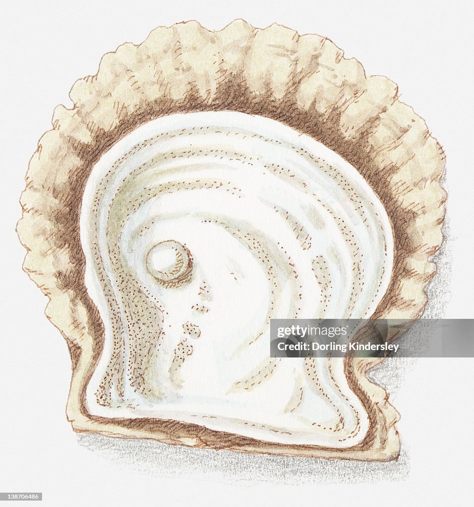 Pearl In Shell High Resolution Illustration Of Pearl In Shell High-Res Vector Graphic - Getty Images