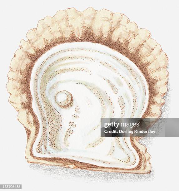 illustration of pearl in shell - pearl shell stock illustrations