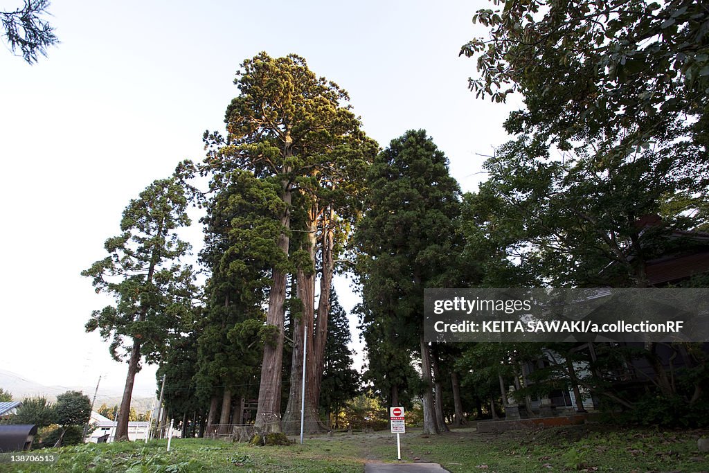 Japanese cedar trees, Niigata Prefecture, Honshu, Japan