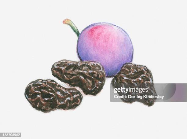 ilustraciones, imágenes clip art, dibujos animados e iconos de stock de illustration of a plum and three prunes - ciruela pasa