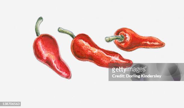 illustrations, cliparts, dessins animés et icônes de illustration of three red pimento peppers - pimento