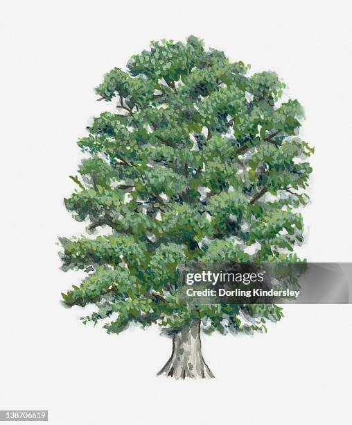 illustration of a beech tree - single tree stock illustrations