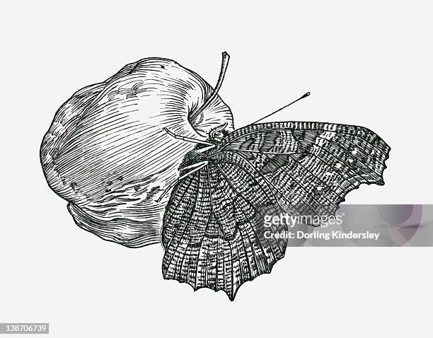stockillustraties, clipart, cartoons en iconen met black and white illustration of peacock butterfly (inachis io) feeding on an apple - insect eating