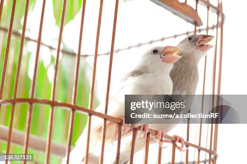 Java sparrows Java sparrows