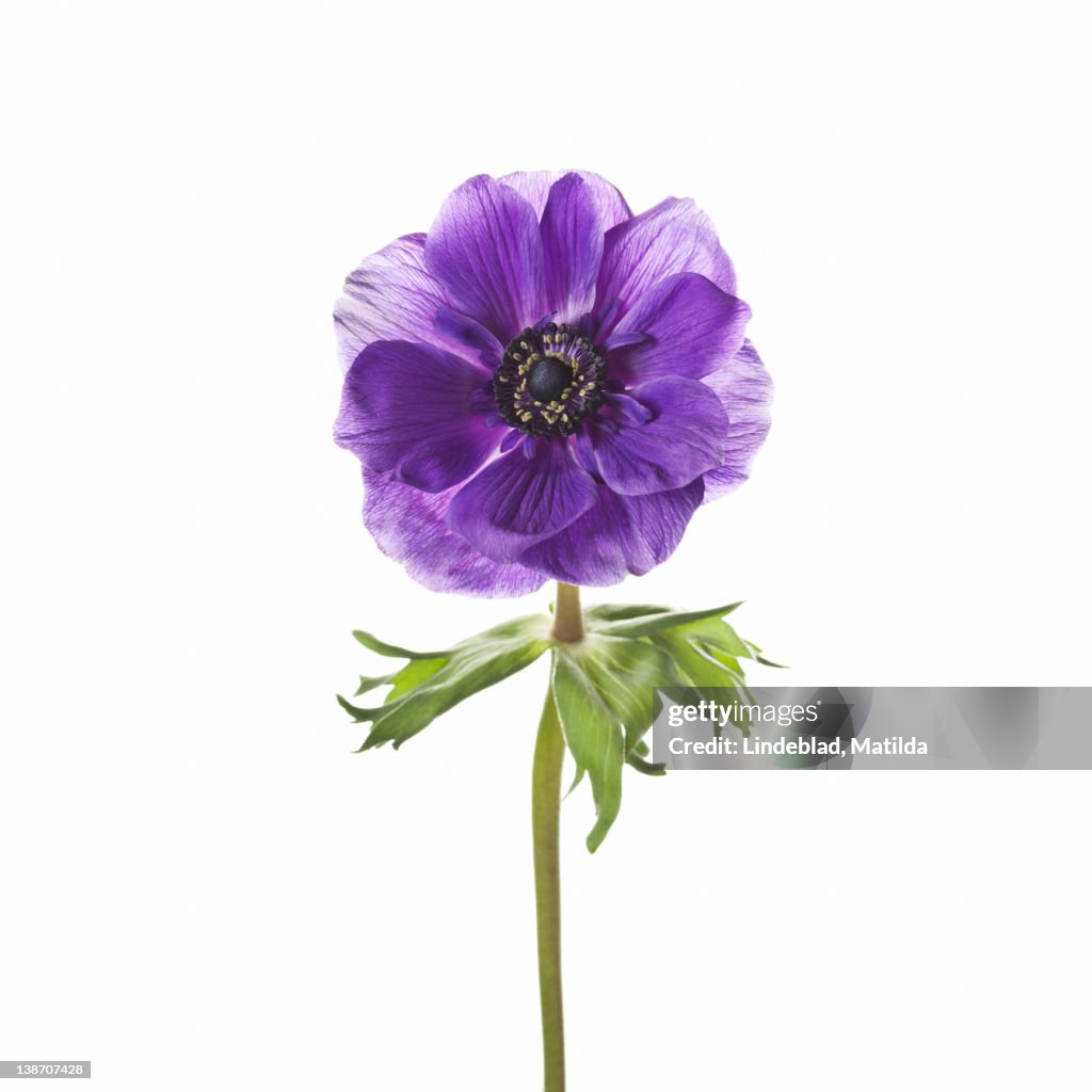 Purple flower against white background, close-up