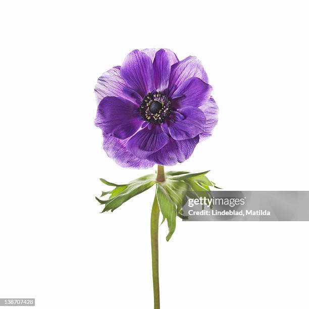 purple flower against white background, close-up - purple flowers stock pictures, royalty-free photos & images