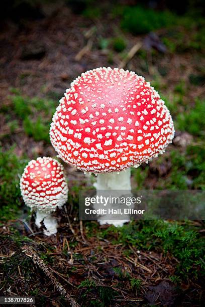 close-up of fly agaric - close up of mushroom growing outdoors stock pictures, royalty-free photos & images