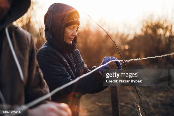 mature woman take care of plants in the garden in a rural at the sunset in spring - pension ukraine stock pictures, royalty-free photos & images