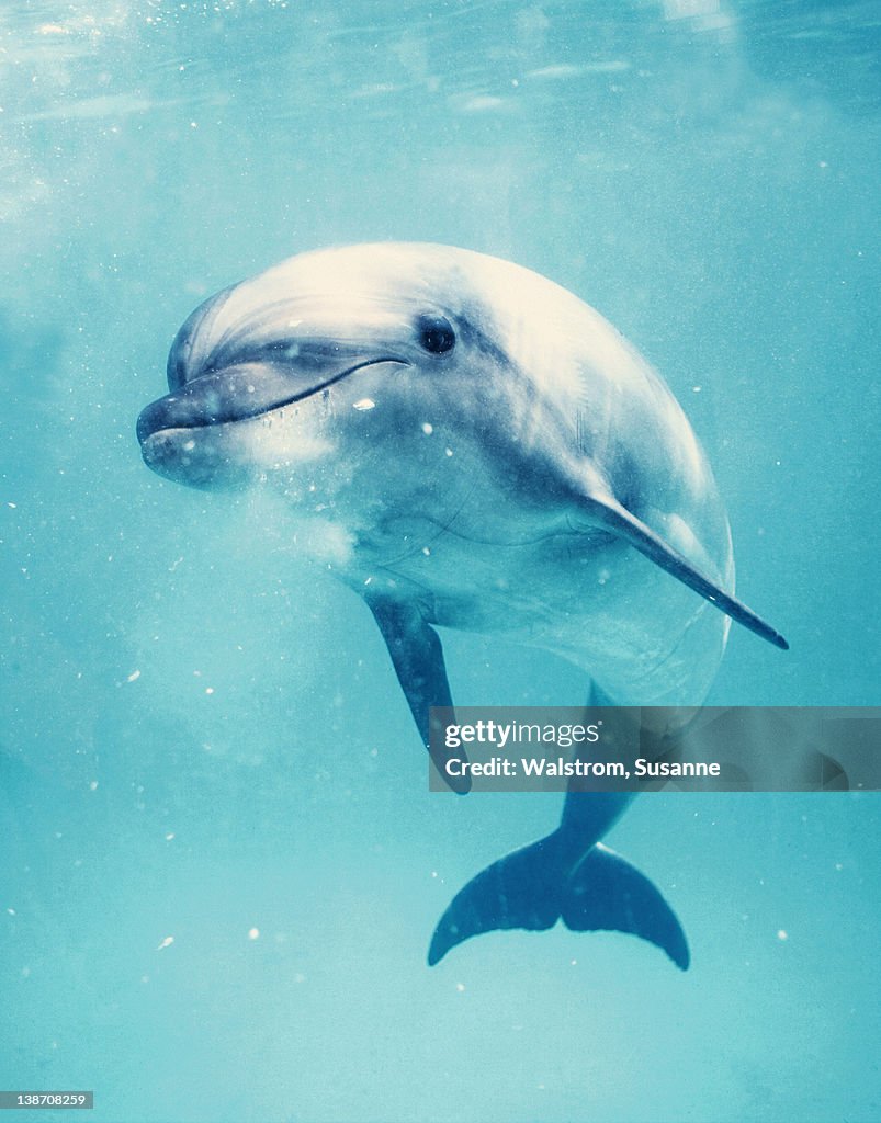 Bottlenosed dolphin underwater