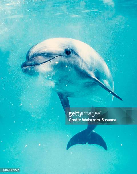 bottlenosed dolphin underwater - images of whale underwater stock pictures, royalty-free photos & images