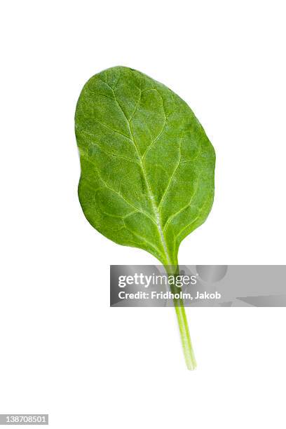 studio shot of spinach leaf - spinach 個照片及圖片檔