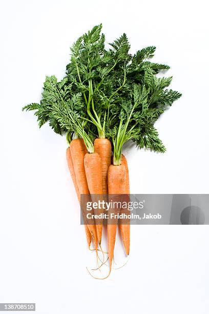 close-up studio shot of organic carrots - möhre stock-fotos und bilder