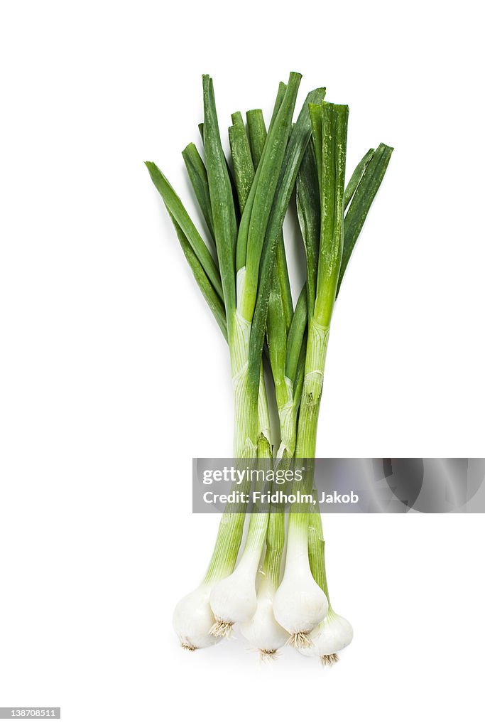 Close-up studio shot of organic Scallion