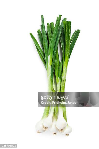 close-up studio shot of organic scallion - cebolla de primavera fotografías e imágenes de stock