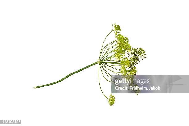 close-up studio shot of organic dill - dill stock-fotos und bilder