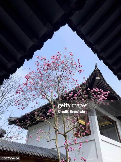 magnolia flower in chinese garden - chinese decoration stock pictures, royalty-free photos & images