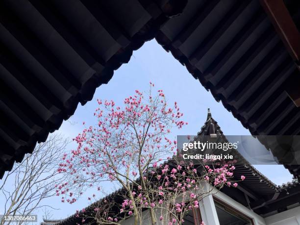 magnolia flower in chinese garden - chinese decoration stock pictures, royalty-free photos & images