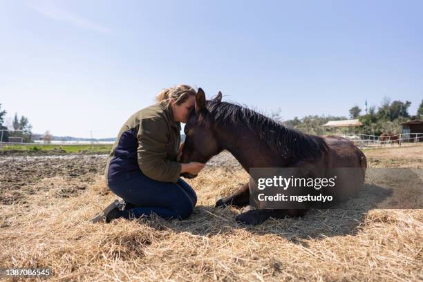 schöne ruhige frauen, die einen ruhigen moment mit einem fohlenpferd verbringen. - 1 woman 1 horse stock-fotos und bilder