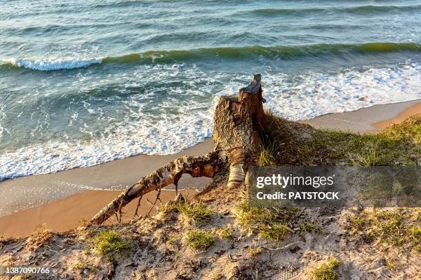 tree snag at the cliff next to the baltic sea beach. - snag tree stock pictures, royalty-free photos & images