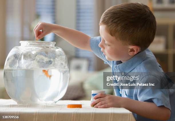 caucasian boy feeding fish in fish bowl - feeding fish stock pictures, royalty-free photos & images