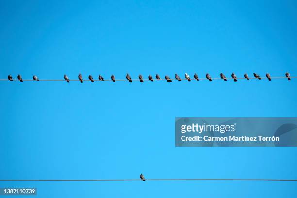 birds on a wire and one all alone, bullying concept. - different animals together stock-fotos und bilder