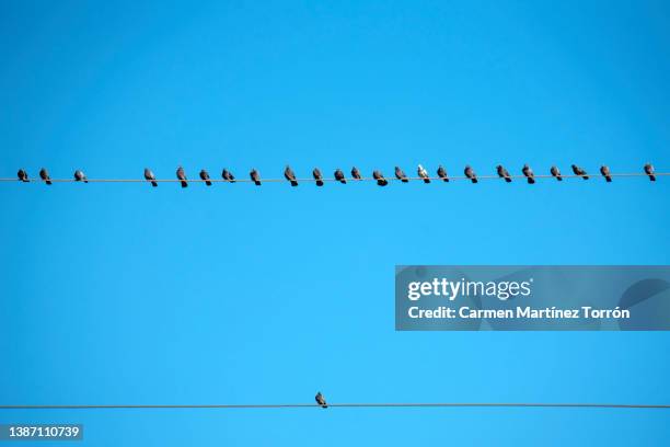 birds on a wire and one all alone, bullying concept. - anti bullying symbols 個照片及圖片檔