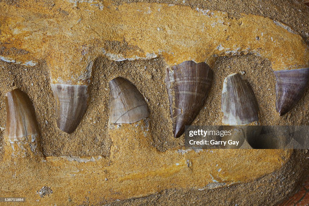 Close up of Mosasauras teeth