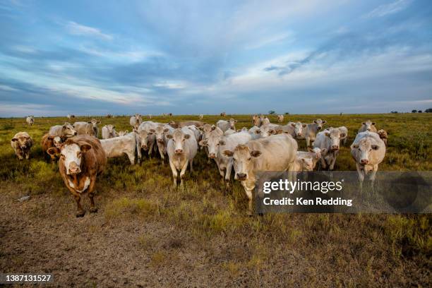 domestic cows in the pasture in texas - domestic cattle imagens e fotografias de stock
