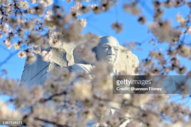 Cherry blossoms are seen in bloom in front of the Rev. Dr. Martin Luther King, Jr. Memorial on March 22, 2022 in Washington, DC. The National Park...