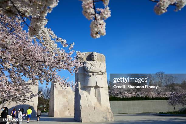 Cherry blossoms are seen in bloom around the Rev. Dr. Martin Luther King, Jr. Memorial on March 22, 2022 in Washington, DC. The National Park Service...