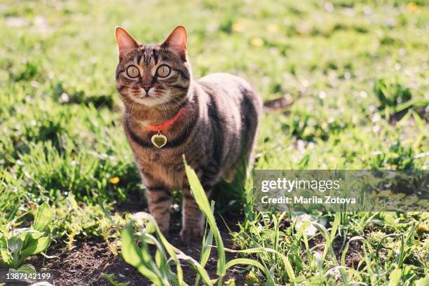 a beautiful striped domestic cat in a collar walks on the grass in a summer park - kraag stockfoto's en -beelden
