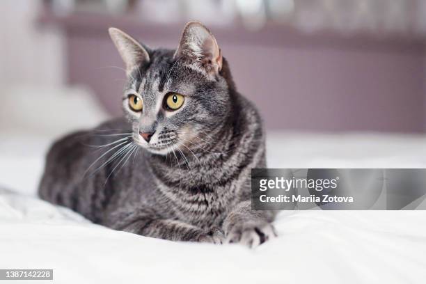 a beautiful smooth-haired cat is lying on the sofa and in a relaxed close-up position - korthaarkat stockfoto's en -beelden
