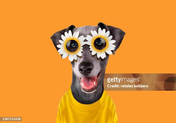 funny dog wearing flower sunglasses - funny dogs fotografías e imágenes de stock