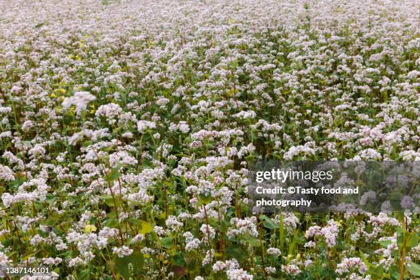 field of blooming buckwheat - buckwheat stock pictures, royalty-free photos & images