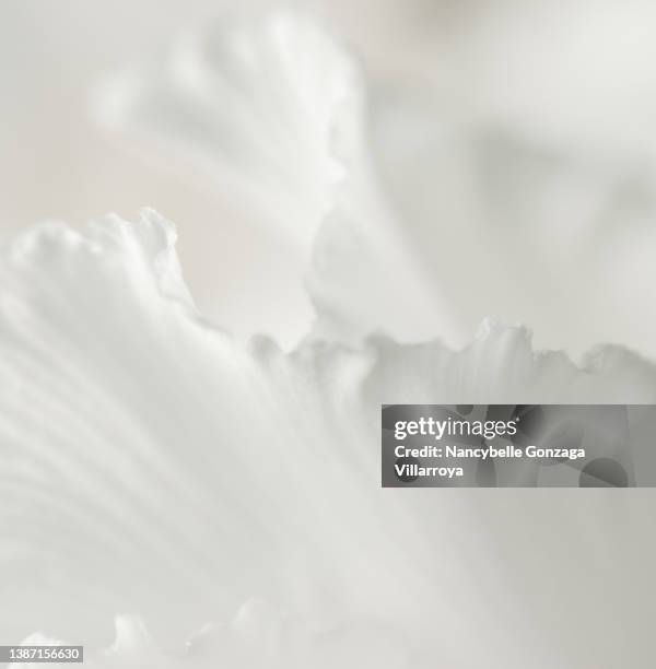 dreamlike white cyclamen wrinkled petals - botany macro stock pictures, royalty-free photos & images